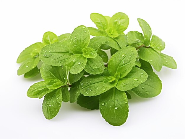 Photo mint plant on white background high quality