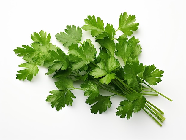 Mint Plant on White Background High Quality