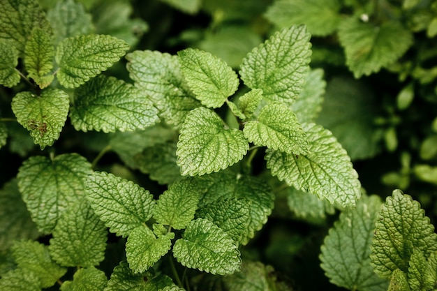 Mint plant with blurred background