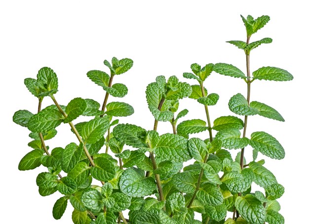 ミントの植物