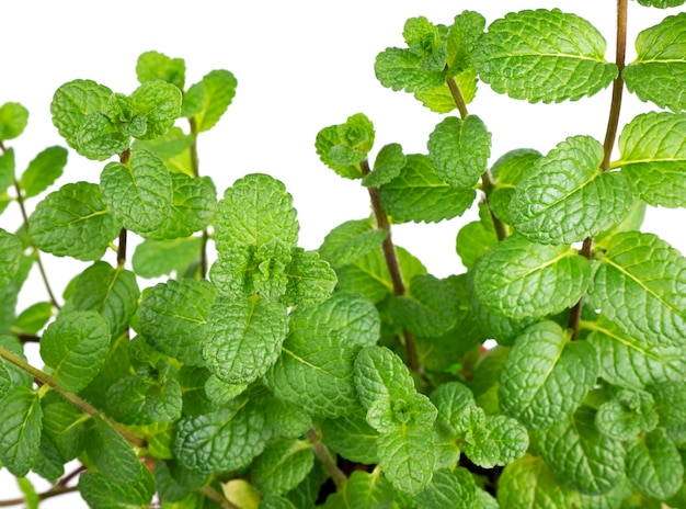 ミントの植物