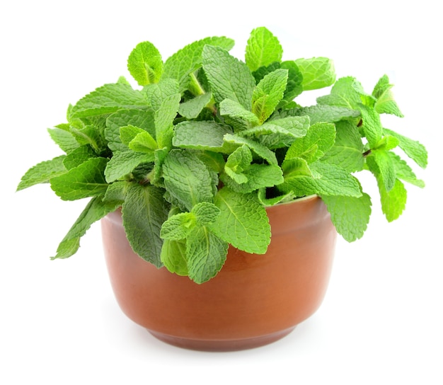 Mint in the pot close up on a white background