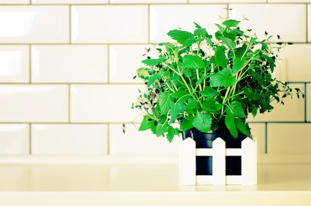 Mint, thyme, basil, parsley - aromatic organic herbs on white kitchen table, brick tile background. Potted culinary spice plants. 