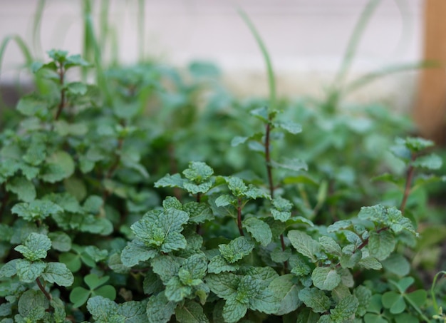 Mint tree growing in a vegetable field Mint leaves on a natural blurred background Fresh dark green mint plant garden with blur effect Ecological spearmint herbs with green leaves