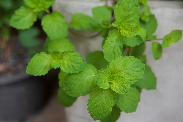 Mintgroen in pot