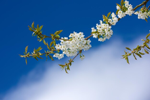 Mirabella bloeiend in de lente bloeiende mirabelle met kerktoren op de achtergrond