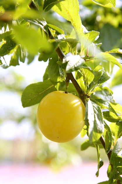 Mirabelle yellow plum fruit in tree