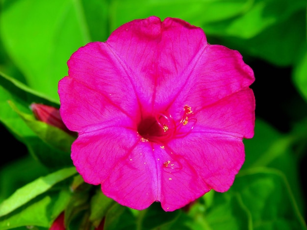 mirabilis bloem met roze paarse kleur