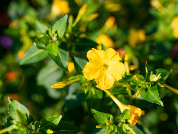 明るい日光の極端なクローズアップで庭の緑の葉の茎の間に成長する鮮やかな黄色の花びらを持つミラビリスの花