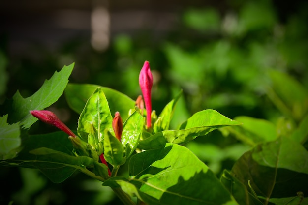 Mirabilis jalapa bloem