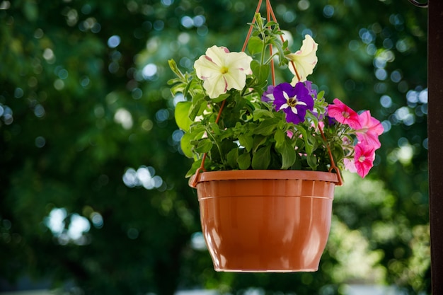 Mirabilis jalapa, marvel of peru grow in a pot on terrace.