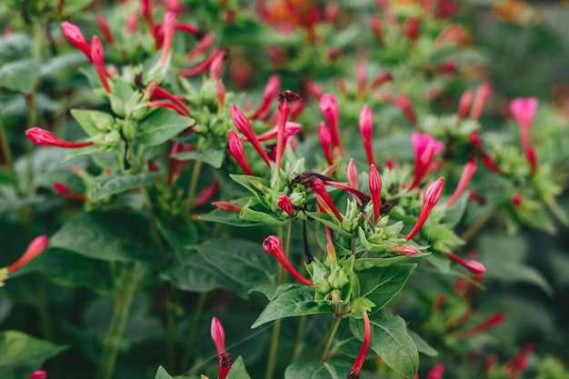 Mirabilis jalapa roze struikbloemen op straat