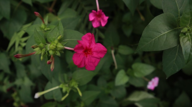 Mirabilis jalapa vier uur bloem op groen en achtergrond.