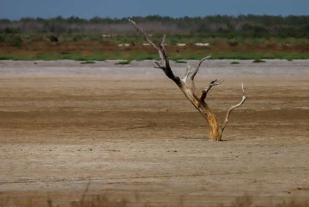 Foto miramar de anzenuza - córdoba - argentina