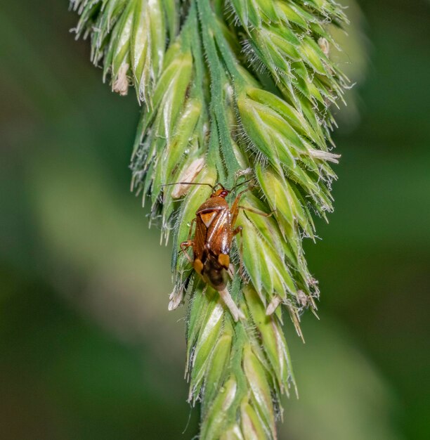 Mirid bug