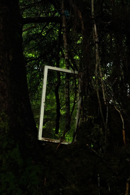 Photo mirror against trees in forest