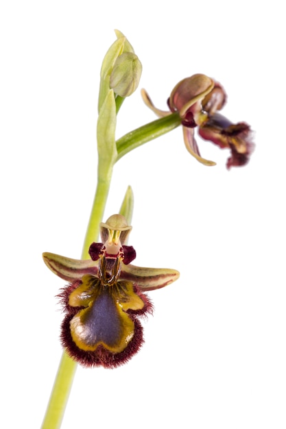 Mirror Bee Orchid (Ophrys speculum)