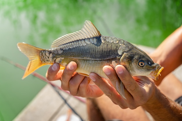 湖での鏡鯉釣り。魚を手に持つ男o