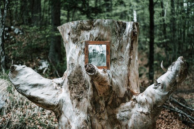Photo mirror on tree trunk at forest