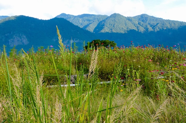 Miscanthus in the park