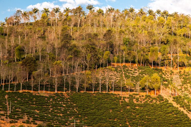 Miscellaneous farming in a slope hill