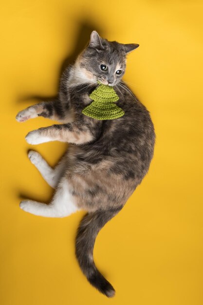 写真 いたずら好きな猫が横になっているクリスマス ツリーにニットのおもちゃをかみます