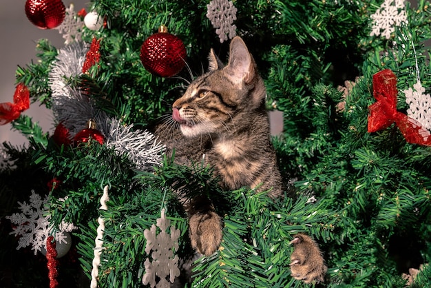 美しいクリスマスの装飾に面白く可愛い動物