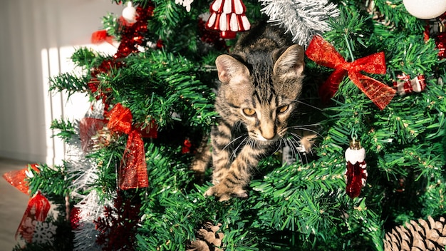 美しいクリスマスの装飾に面白く可愛い動物