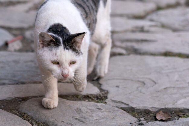 Miserable stray street cat in the city