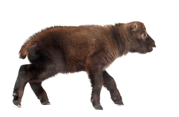 Mishmi Takin, Budorcas taxicolor taxicol, also called Cattle Chamois or Gnu Goat, 15 days old, against white background