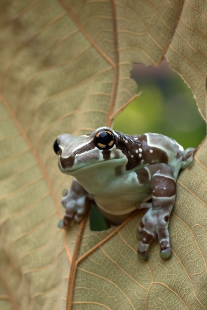 Mission golden-eyed tree frog arroccato su una foglia