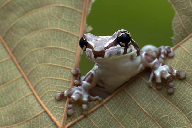 Mission golden-eyed tree frog perched on a leaf