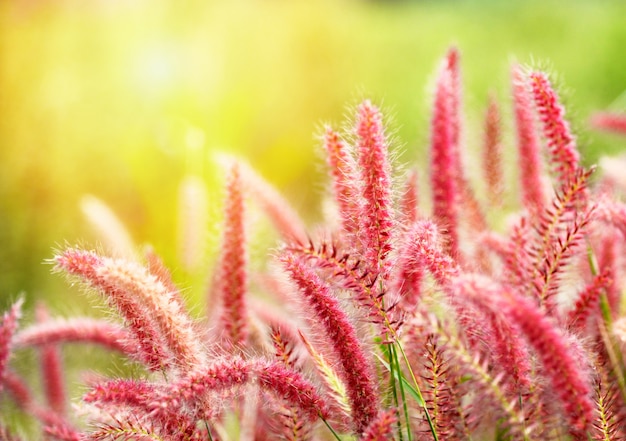 Миссия травяной цветок или Pennisetum pedicellatum трава луговой закат в саду, злаковые