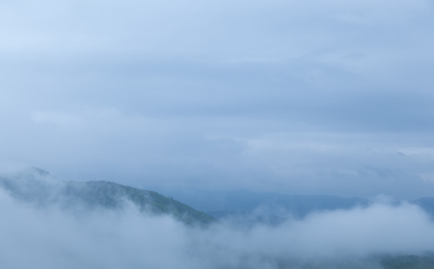 Mist bedekt bomen