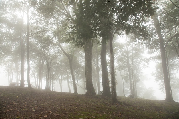 Mist bedekt bomen