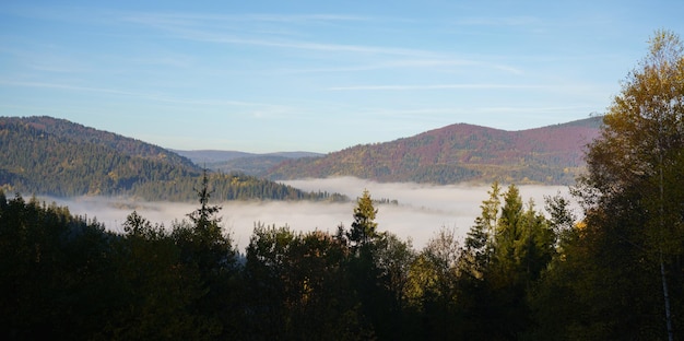 Mist bedekt dennenbossen op de karpaten in oekraïne