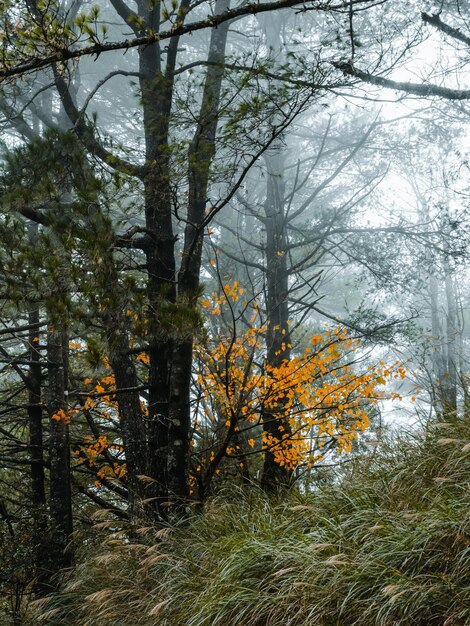 mist covering layered trees view