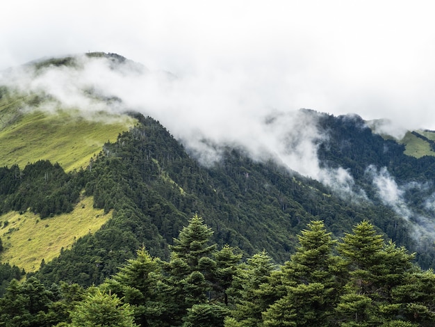 Mist en wolken bedekken de bossen en bergen