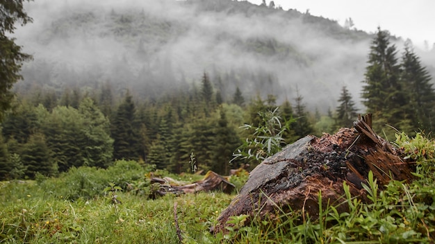 Mist in the forest and logs