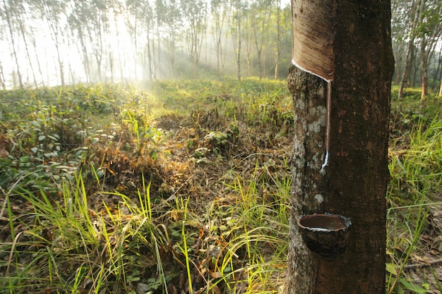 Mist and golden light in a rubber plantation Thailand