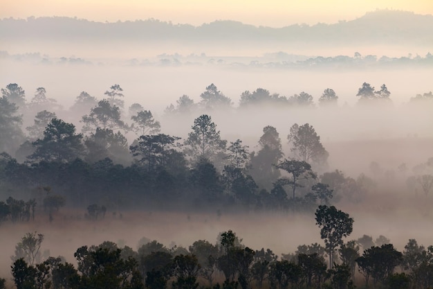 Mist in bos bij Thung Salang Luang National Park PhetchabunThailand