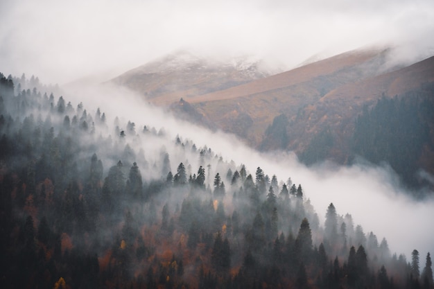 Mist in de natuur