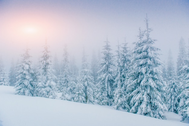 Mist in de winter bergen. Fantastische zonsondergang