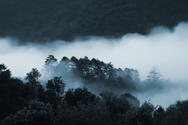 Mist in diep bos, Thailand