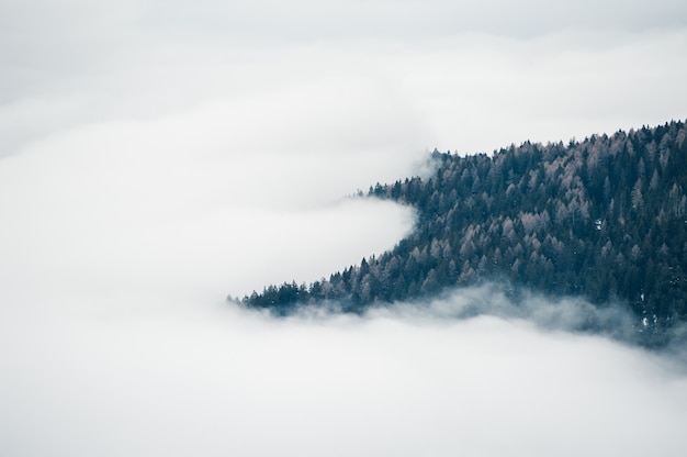 Mist in het bos. Dolomieten, Italië