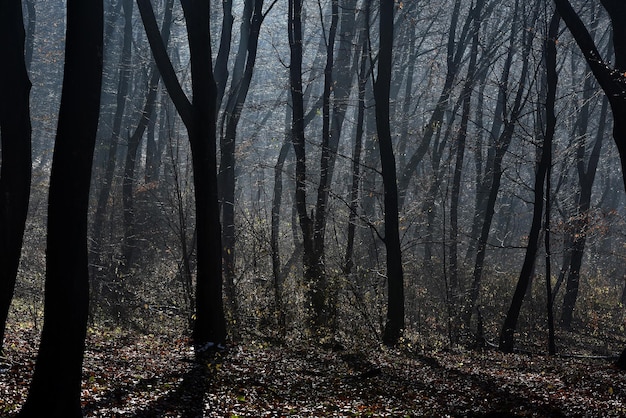 Mist in het bos, mistige ochtend in het bos.