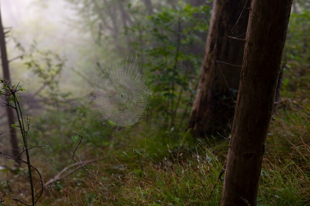 Mist in het Sloveense bos