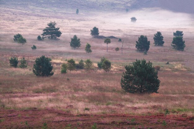 mist on meadow with heather and pine trees