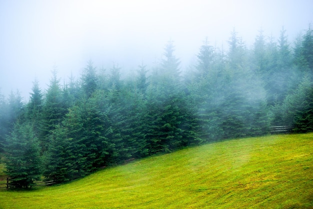 Mist mist fir