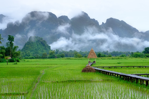 Mist on the mountain